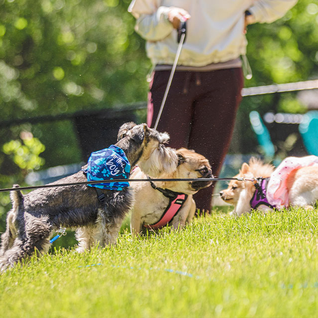 Brooklyn’s Paw’ty Planning is here to help you celebrate your fur baby